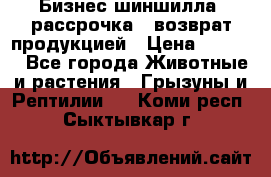 Бизнес шиншилла, рассрочка - возврат продукцией › Цена ­ 4 500 - Все города Животные и растения » Грызуны и Рептилии   . Коми респ.,Сыктывкар г.